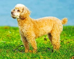 Cute Poodle Puppy Paint by numbers