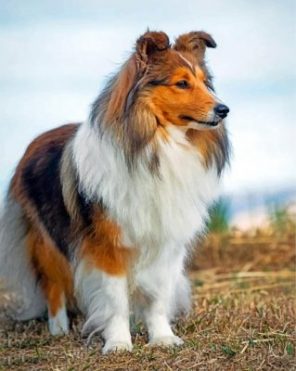 Cute Sheltie Paint by numbers