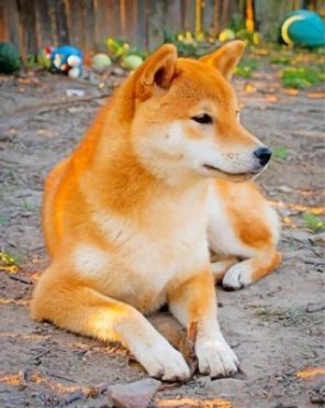 Cute Shiba Inu Paint by numbers