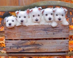 Cute westie puppies paint by numbers