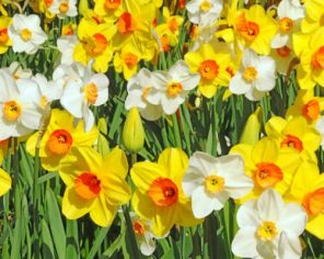 White And Yellow Daffodils paint by numbers