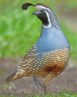 Gambels Quail Desert Bird Paint by numbers