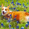 Dog And Bluebonnet Paint by numbers