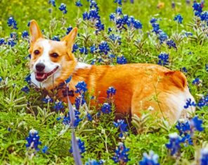 Dog And Bluebonnet Paint by numbers