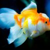 golden-blue-fish-adult-paint-by-numbers