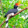 Great Pied Hornbill Bird Paint by numbers