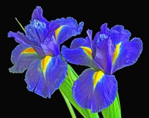 Irises Flowers paint by numbers