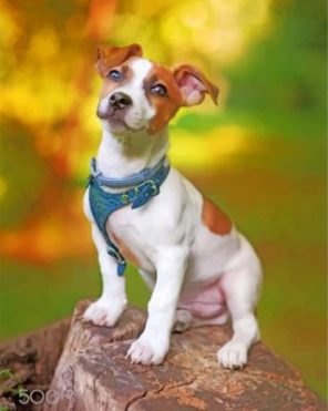 Jack Russell Animal Paint by numbers