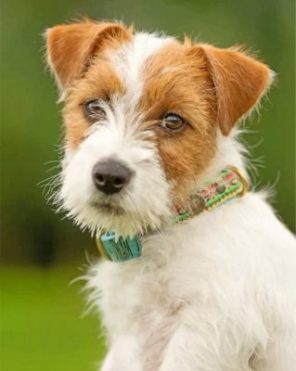 Jack Russell Dog Paint by numbers