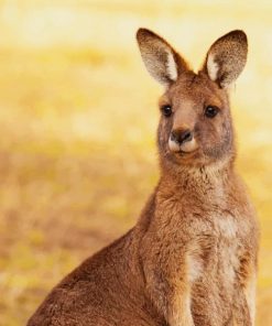 Kangaroo