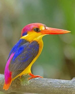 Oriental Dwarf Kingfisher Paint by numbers