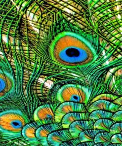 peacock-feather-2-paint-by-numbers