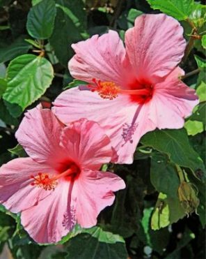 Pink Hibiscus Paint by numbers