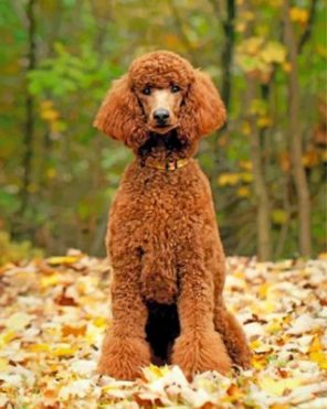 Brown Poodle Dog Paint by numbers