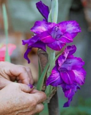 Purple Netted Iris paint by numbers