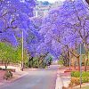 purple-bloom-pretoria-paint-by-number