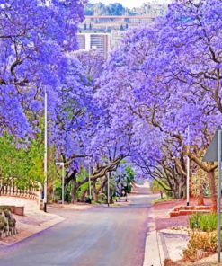 purple-bloom-pretoria-paint-by-number