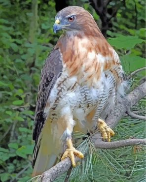 red-tailed-hawk-paint-by-numbers