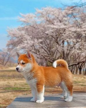 Sakura Shiba Inu Dog Paint by numbers