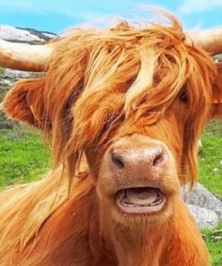 scottish-highland-cow-paint-by-numbers-510x407-1