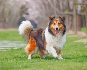 Cute Sheltie Paint by numbers