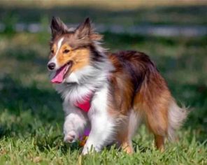 Sheltie Dog Paint by numbers