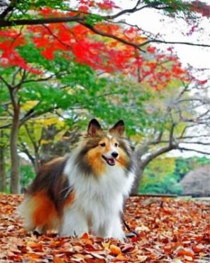 Sheltie Enjoying The Autumn Paint by numbers