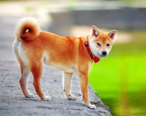 Shiba Inu Japanese Dog Paint by numbers