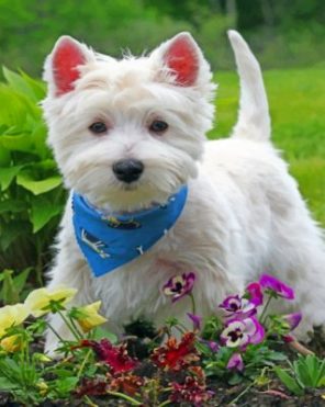 Stylish West Highland White Terrier paint by numbers