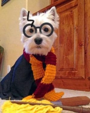 Westie Potter paint by numbers