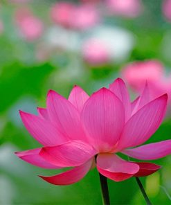 0lotus-flower-painting-by-numbers