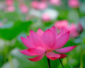 0lotus-flower-painting-by-numbers