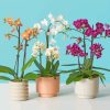 Aesthetic Orchids Vases paint by number