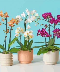 Aesthetic Orchids Vases paint by number