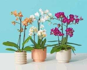 Aesthetic Orchids Vases paint by number