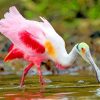 Aesthetic Roseate Spoonbill paint by numbers