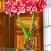 Amaryllis Vase paint by number