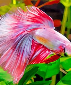 Betta Siamese Fighting Fish paint by number