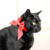 Black Cat Bow Tie paint by numbers