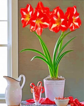 Blooming Amaryllis Flowers paint by number