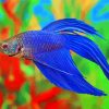 Blue Betta Siamese Fighting Fish paint by numbers