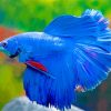 Blue Siamese Fighting fish paint by number