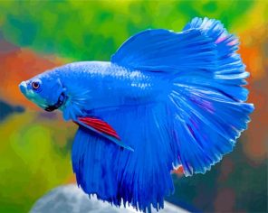 Blue Siamese Fighting fish paint by number