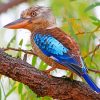 Blue Winged Kookaburra paint by number