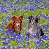 Bluebonnets And Dogs paint by numbers