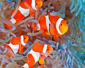 Clownfish Coral Reef paint by number