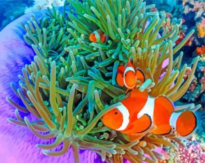 Clownfish Undersea paint by numbers