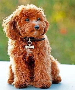 Cute Cockapoo paint by numbers