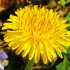 Dandelion Flower paint by numbers