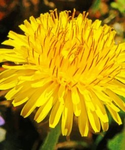 Dandelion Flower paint by numbers